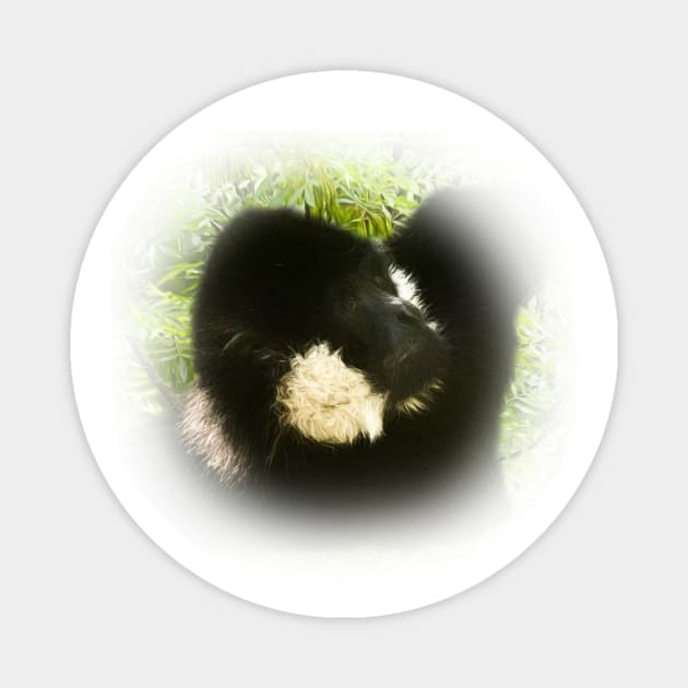 Gibbon portrait Magnet by Guardi